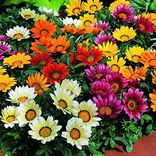 Seeds Treasure Flower Mix- Gazania - Annual Flowers for Planting - GMO Free