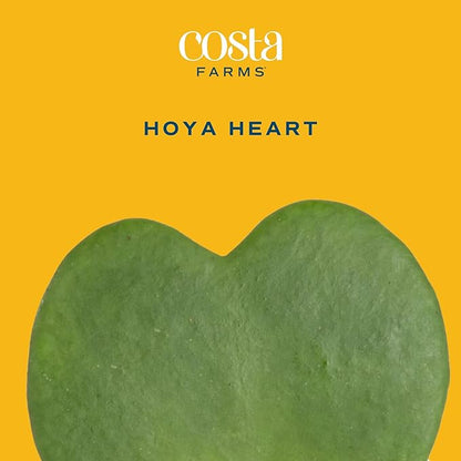 Costa Farms Hoya Heart Live Plant in Decorative Pot, Easy to Maintain Succulent Indoor Houseplant, Perfect for Home, Room, or Office Decor, Great House Warming or Birthday Gift, 5 Inches Tall