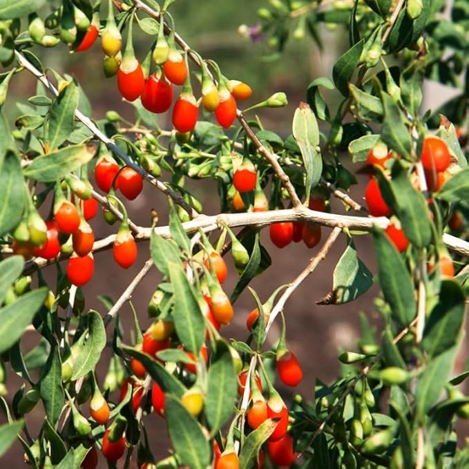 TomorrowSeeds - Goji Berry Tree Seeds - 200+ Count - for 2026 Planting Lycium Chinense Superfood Wolfberry Asian Wellness Red Flowering Edible Perennial Fruit Trees Perennial Grow Your Own Home Farm