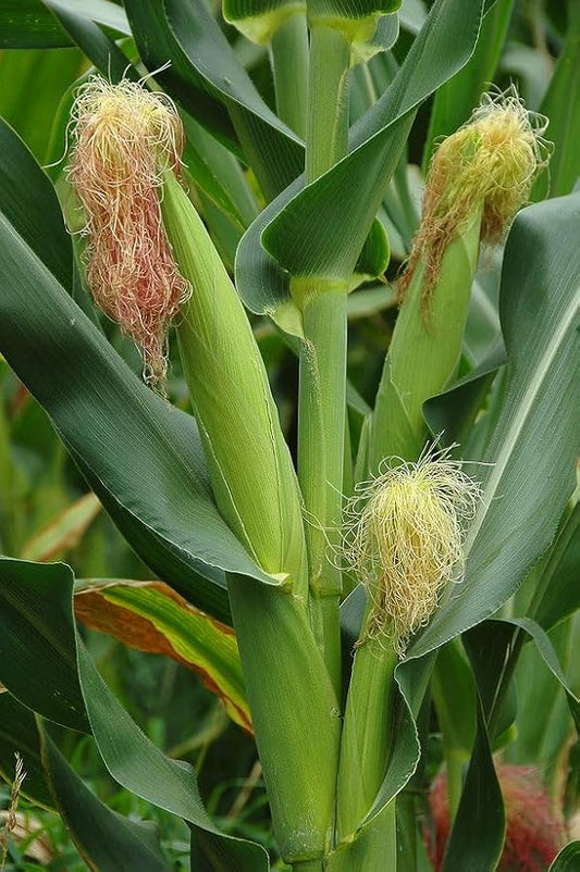 TomorrowSeeds - Incredible Sweet Corn Seeds - 120+ Count - for 2026 Planting SE Sugary Enhanced Hybrid Golden Yellow Pole Corns Untreated USA Vegetable Grow Your Own Home Farm Patio Healthy
