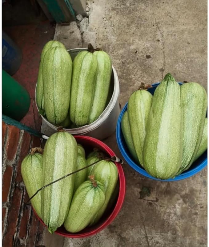 30+ Squash Zucchini Seeds Non-GMO Summer Squash Cucurbita Pepo Mexican Grey Squash Heirloom Vegetable