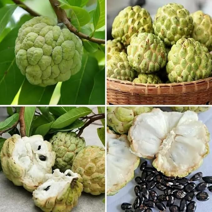 10 Pcs Sugar Apple Seeds (Annona squamosa), High Germination, Non-GMO Custard Apple Seeds for Planting, Easy to Grow Tropical Fruit for Home Gardens, Pots & Outdoor Orchards
