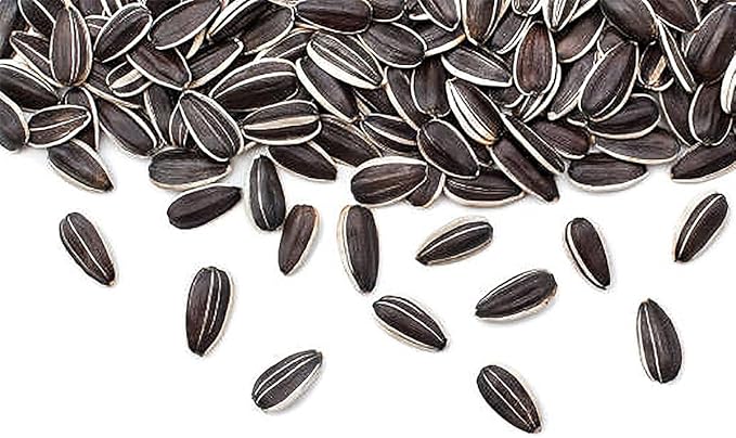Red Sun Sunflower Seeds - Heads up to 6" Across