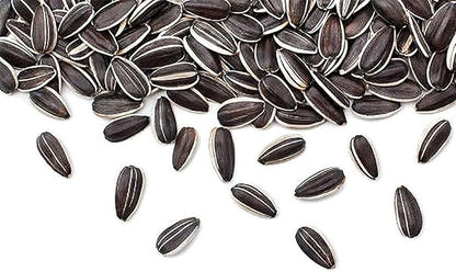 Red Sun Sunflower Seeds - Heads up to 6" Across