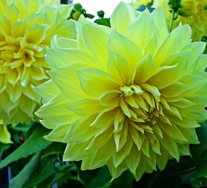 100 pcs Perennial Dahlia Labyrinth Flower Seeds for Planting - Exotic Labyrinth Non-GMO Garden Flower