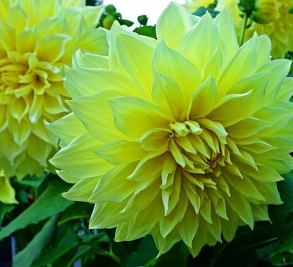 100 pcs Perennial Dahlia Labyrinth Flower Seeds for Planting - Exotic Labyrinth Non-GMO Garden Flower