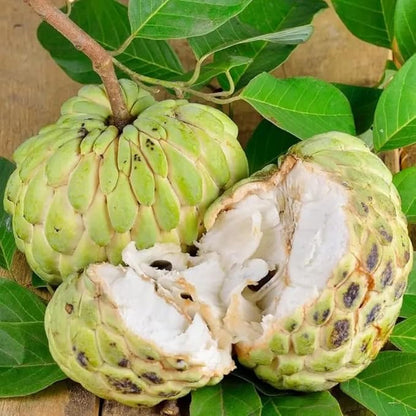 10 Pcs Sugar Apple Seeds (Annona squamosa), High Germination, Non-GMO Custard Apple Seeds for Planting, Easy to Grow Tropical Fruit for Home Gardens, Pots & Outdoor Orchards