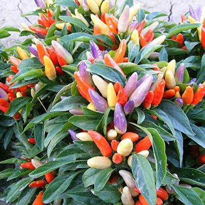 Park Seed Variety of Hot Chili Pepper Plant Seeds, Easy to Grow, Perfect for Spring Garden, NuMex Easter Ornamental Chili, Pack of 10