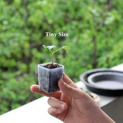 BangQiao 300 Pack 1.55 Inch Tiny Clear Plastic Square Nursery and Seedling Pot, Mini Transplant Seed Starter Planter with Drain Hole for Germination, Herb, Succulent