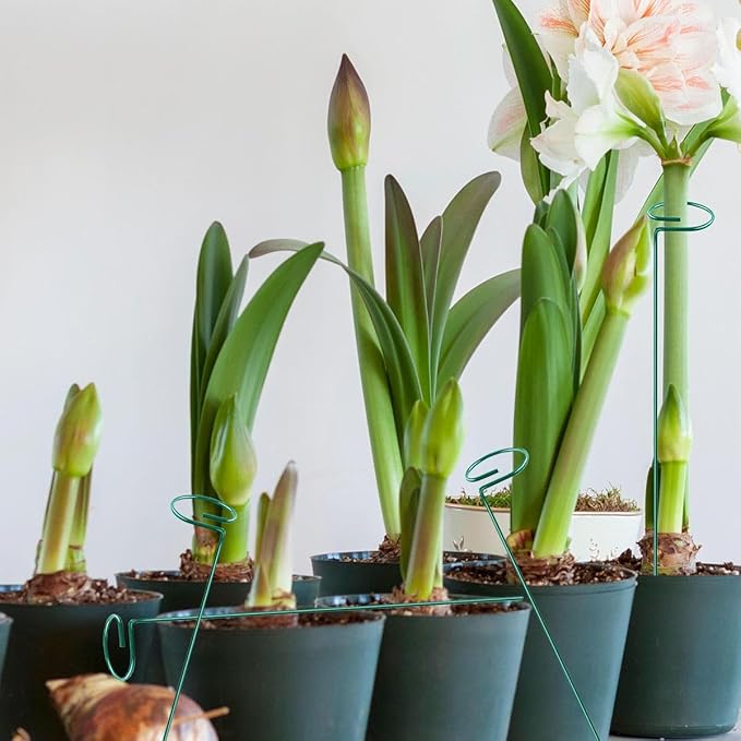 10 Pieces 16 inch Green Single Stem Plant Stakes Garden Plant Support Rings Flower Support Hoops Prop for Amaryllis Orchid Lily Rose Peony
