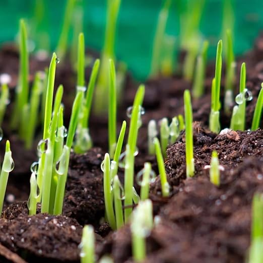Starter Fertilizer 15-20-10 – (18 lbs.) High Phosphorus Lawn Food for New Grass Seed & Sod – Promotes Fast Root Growth, Stronger Germination & Early Green-Up – Professional Grade Lawn Fertilizer
