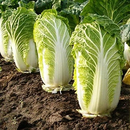 Seeds Napa - Chinese Cabbage - Heirloom Vegetable - GMO Free