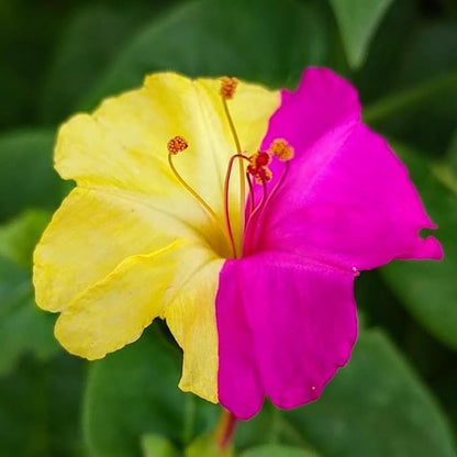 TomorrowSeeds - Marvel of Peru Four O' Clock Seeds - 600+ Count - for 2026 Planting Color Changing USA Garden Flower Broken Transform Pink White Yellow Rose Leaf Grow Your Own Home Farm Patio Healthy