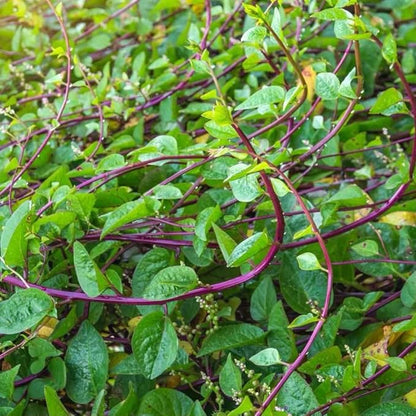Malabar Spinach 200 Seeds Organic Red Water Spinach Seeds Non-GMO Green Perpetual Vine Leaf for Planting