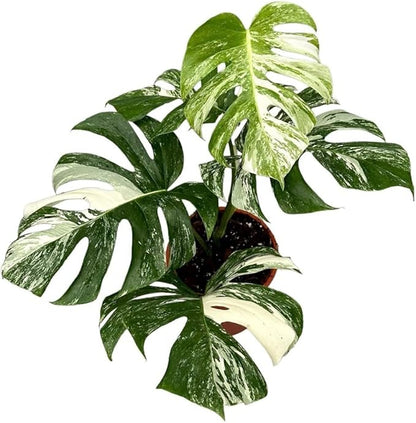 GARDENERA Albo Variegata Potting Soil - Specially Formulated for Unique Plant Needs - 4 Quart