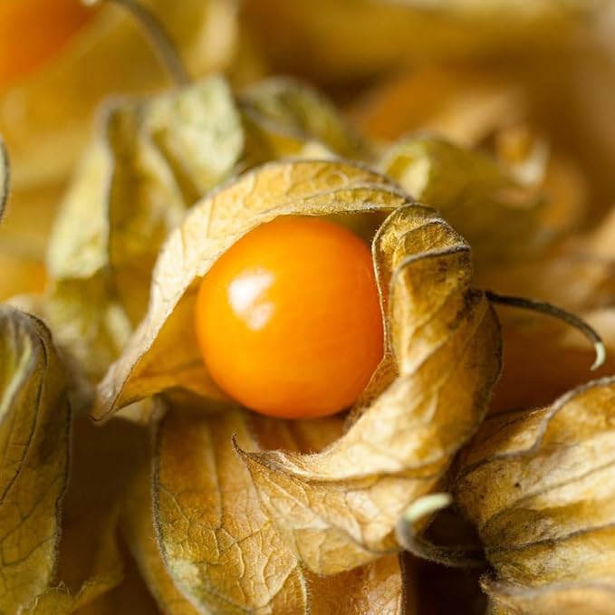 TomorrowSeeds - Strawberry Ground Cherry Seeds - 600+ Count - for 2026 Planting Orange Yellow Gooseberry Strawberry Tomato Golden Cherry Tomatillo Physalis Fruit Grow Your Own Home Farm Patio Healthy
