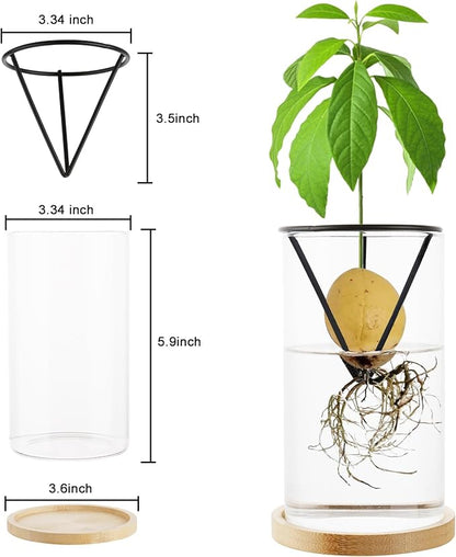 Avocado Tree Growing Kit 2PCS Avocado Growing Vase Seed Starter Wooden Base Avocado Glass Plant Pot for Gardening Enthusiasts