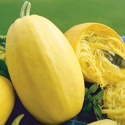 Park Seed Organic Vegetable Spaghetti Squash Seeds – Classic Heirloom with Buff Tan Skin, Long-Storing Low-Calorie Pasta Alternative, High-Yield Vining Plant, Open Pollinated, Pack of 20