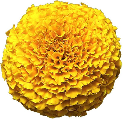 Park Seed Vibrant Inca II Yellow Hybrid Marigold Seeds – Early-Blooming 3–3.5 Inch Double Blooms, Compact 12-Inch Plants, Weather-Resistant & Long-Lasting Color for Gardens or Containers – Pack of 25