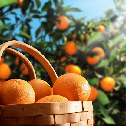 Gardenera's Premium Orange Tree Soil Mix - Quick Drain Potting Soil for Growing and Repotting Citrus Sinensis - 20 Quart