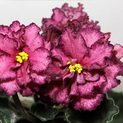 50 Saintpaulia Flower Seeds for Planting, Mixed Color Rare African Violet Seed, Perennial Non-GMO African Violet Seeds for Small Garden Border, Home Outdoor