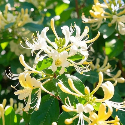 210+ Mix Honeysuckle Seeds for Planting in Home Garden- Non-GMO Honeysuckle Plant Vine - Fragrant Cloud Honeysuckle Flowers