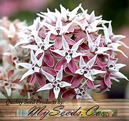 Big Pack - (1,000) Showy Milkweed Seeds, Asclepias Speciosa (Big Pack Showy Milkweed)