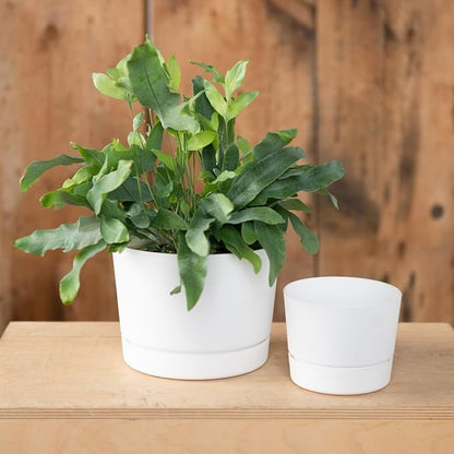 Root & Vessel Majestic Mid-Century Modern Low Profile Cylinder Pot, Matte White, 6.5"