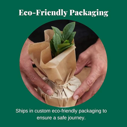 House Plant Shop | Snake 'Black Gold' - 4" Pot | Live Indoor Plant | Easy to Care | Natural Décor Plant | Great Gifts| Free Care Guide