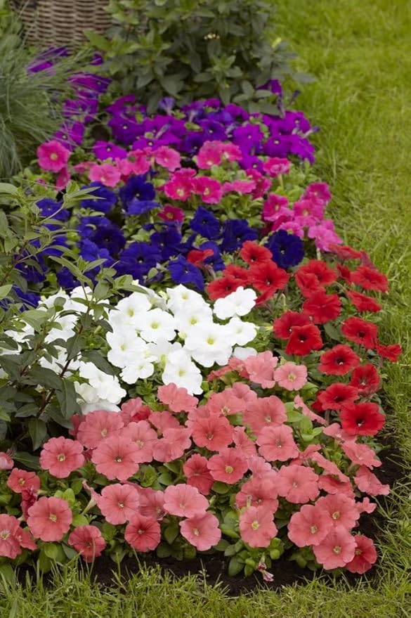 Seeds Petunia Triumph Rainbow Mix - Annual Flowers for Planting - GMO Free