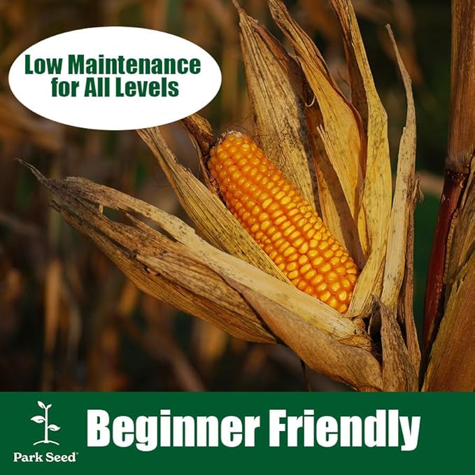 Park Seed 3 Sisters Collection – Grow Corn, Beans & Squash Together for Mutual Support, Includes Ambrosia Corn, Algarve Climbing Beans & Organic Crookneck Squash – Pack of 320 Seeds