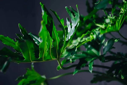 Planting Mix for Split Leaf Philodendron - Promotes Steady Growth and Vibrant Leaves by Gardenera - 10 Quart (2 Bags of 5 Quart)
