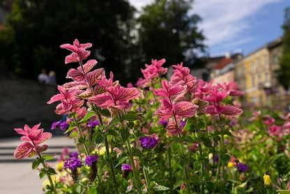 100+ Clary Sage Pink Sundae Seeds Salvia sclarea Flower Seed Birds Butterflies Pollinators Wildflower Flowers