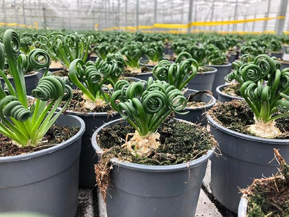 Gardenera Premium Albuca Spiralis Potting Soil Mix - Perfect Balance of Nutrients, Drainage, and Aeration for Thriving Blooms - 10 Quart