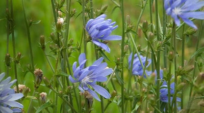 Antler Chicory Wildflower Seeds (Cichorium intybus), 4 Oz, Over 100,000 Seeds