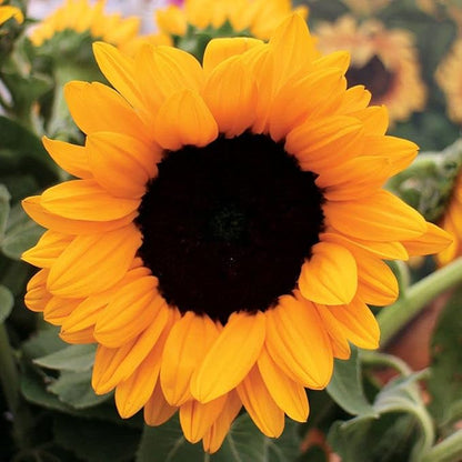 Park Seed Vincent’s Choice Sunflower Seeds – Pollen-Free Upward-Facing Golden Blooms, Easy to Grow Long-Season Variety for Cutting and Companion Gardens, Pack of 25