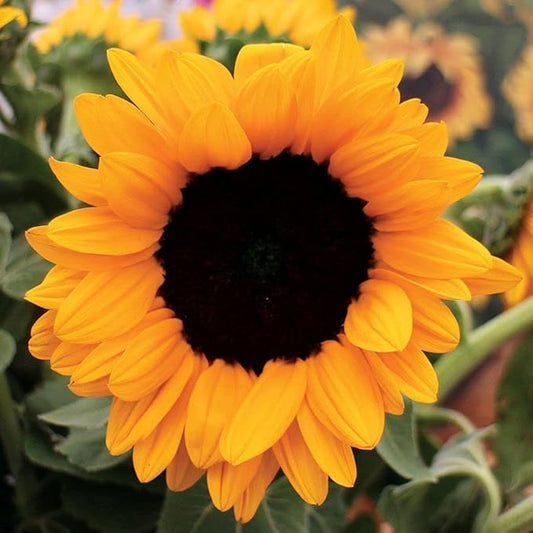 Park Seed Vincent’s Choice Sunflower Seeds – Pollen-Free Upward-Facing Golden Blooms, Easy to Grow Long-Season Variety for Cutting and Companion Gardens, Pack of 25