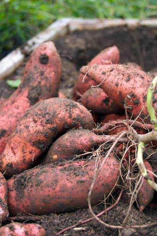 Generic 50pcs Sweet Potato Vegetable Seeds Redish Brown