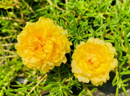 100+ Yellow Moss Rose Seeds Portulaca Grandiflora Succulent Flowers Garden Planting