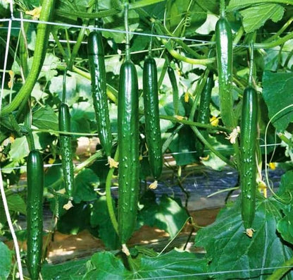 10+ Seeds Indoor Cucumber Zozula F1 Self-Pollinating - Vegetable Green