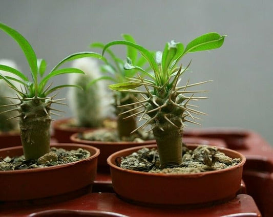 Gardenera Madagascar Palm Plant Potting Soil - All-Natural Blend for Thriving Palms - Boosts Root Health and Distinctive Elegance - 10 Quart