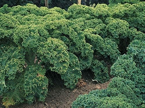 Seeds Dinosaur Kale Bush Cabbage Curly Scotch Giant Heirloom Vegetable Non GMO for Planting