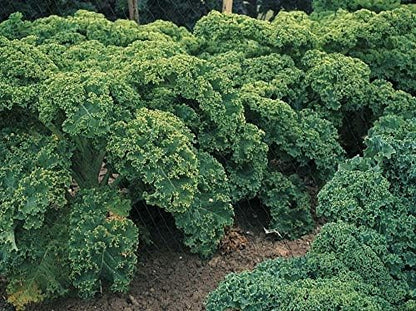 Seeds Dinosaur Kale Bush Cabbage Curly Scotch Giant Heirloom Vegetable Non GMO for Planting