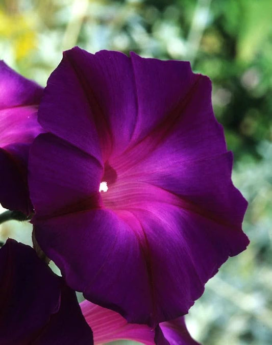 25 “Black Knight Morning Glory Seeds by OrginBud