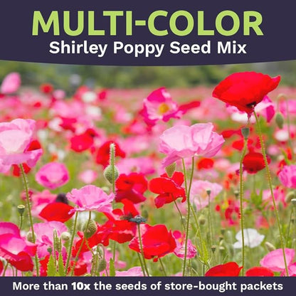 Shirley Poppy Seeds – Mixed Colors – Extra Large Packet – Over 200,000 Open Pollinated Non-GMO Wildflower Seeds – Papaver rhoeas