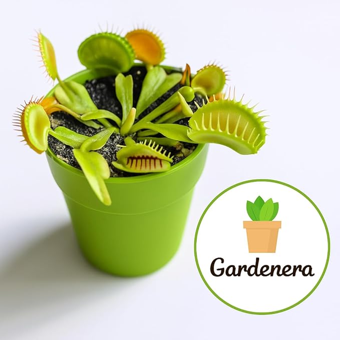Gardenera Sphagnum Moss Potting Mix for Carnivorous Plants, Moss and Perlite Blend for Potting Venus Fly Traps, Sarracenia, Pitcher Plants - 75% Sphagnum Moss + 25% Perlite - Made in USA - 2 Quart