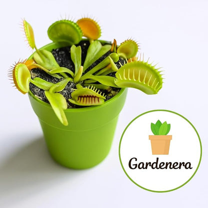 Gardenera Sphagnum Moss Potting Mix for Carnivorous Plants, Moss and Perlite Blend for Potting Venus Fly Traps, Sarracenia, Pitcher Plants - 75% Sphagnum Moss + 25% Perlite - Made in USA - 2 Quart