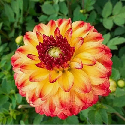 100PCS Mixed Color Dahlia Seeds Gardening Plant Seeds Heirloom