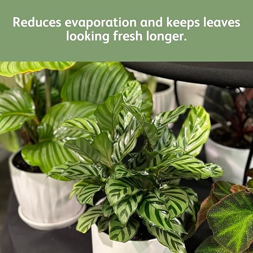 Chrysal Leaf Shine Spray for Indoor Plants – Flower Arrangement Spray for Flower Bouquets, House Plants, & More – Environmentally Safe Plant Cleaner Removes Dust – Flower & Gardening Supplies (2 Pack)