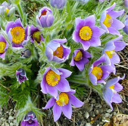 Seeds Eastern Pasqueflower 30 Seeds for Planting Prairie Crocus Perennial Plant
